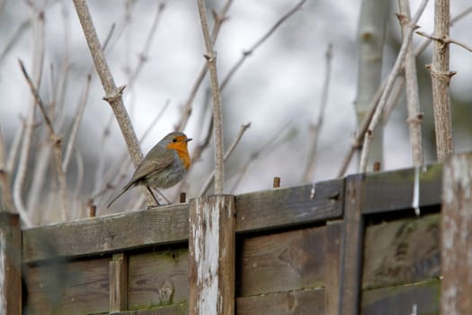 Robins on a fence