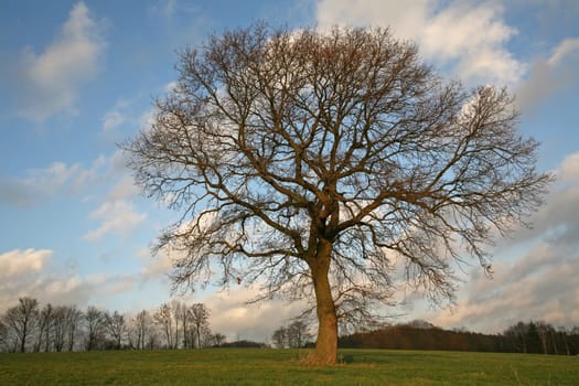 English oak in winter