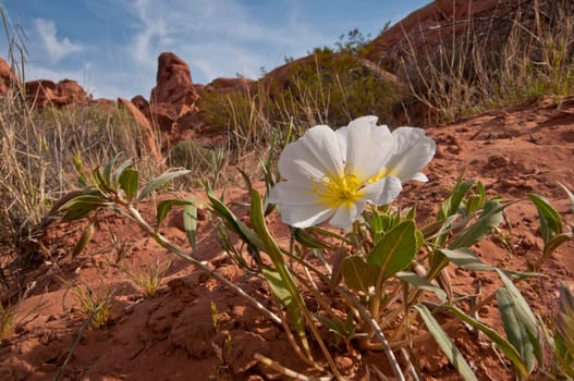 Desert Primerose