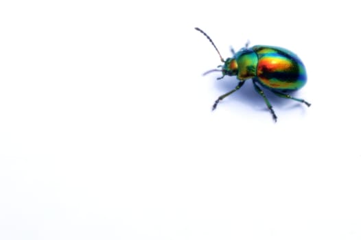 Ein bunter Käfer, Prächtige Blattkäfer oder Goldglänzende Blattkäfer (Chrysolina fastuosa), auf einem weißen Hintergrund.