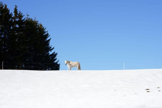 A white horse stands in the paddock in the middle of a snowy landscape.