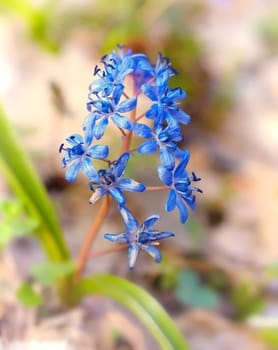 Alpine squill in the forest during spring season.