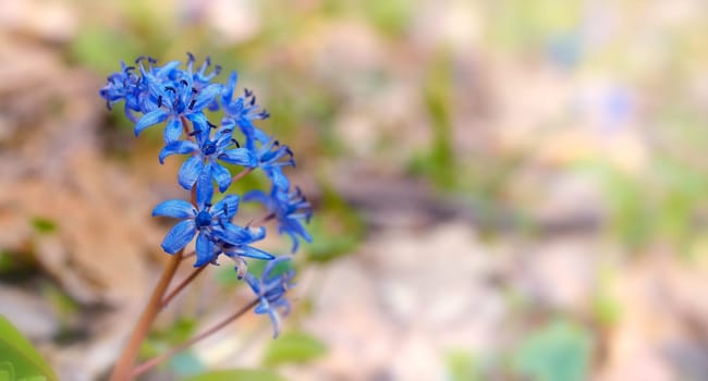 Alpine squill in the forest during spring season.