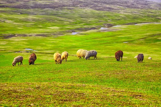 Flock of sheep grazing on a field in the countryside of Iasi county, Romania.