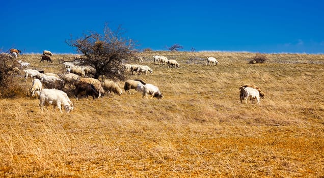 Flock of sheep grazing on a field in the countryside of Dobrogea, Priopcea Pass, Romania.