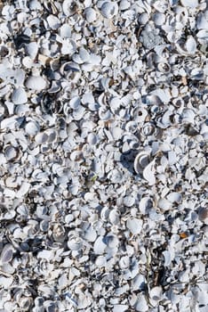 Shell texture