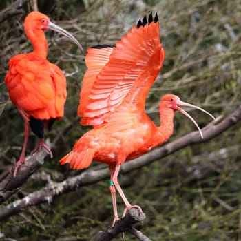 Details of a perched scarlet ibis in captivity