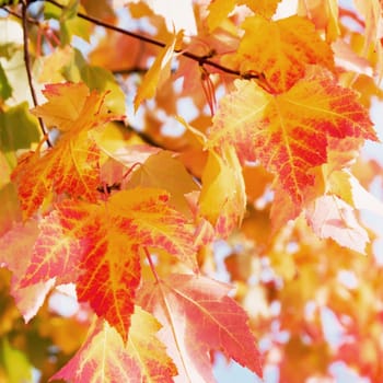 background with leaves on a sunny autumn day