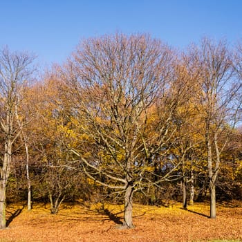tree in a park in late autumn, blue sky