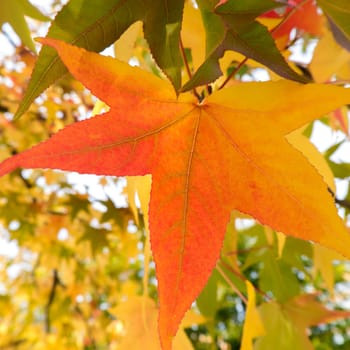 a autumn leaf like a star