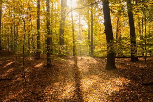 sunlight in forest in the beginning of autumn