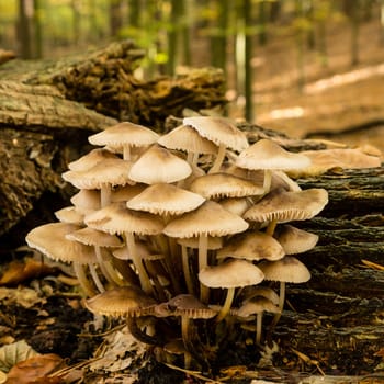 mushrooms in forest on a tree trunk