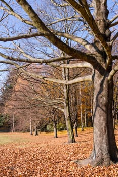 a tree in a park in late autumn