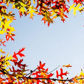 autumn leaves in border design