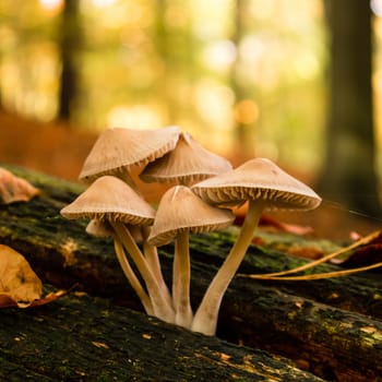 mushrooms in forest on a sunny autumn day