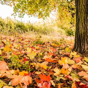 some autumn leaves around a tree in autumn