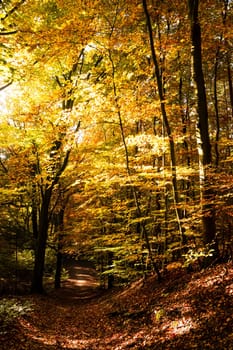path in forest on a sunny autumn day