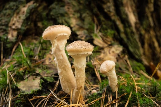 mushrooms on forest floor in autumn