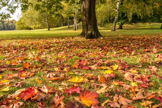 autumn leaves on a meadow in a park
