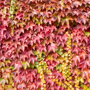 autumn leaves on a wall