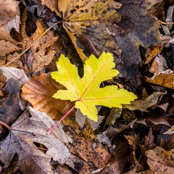 single yellow leaf on foliage meadow