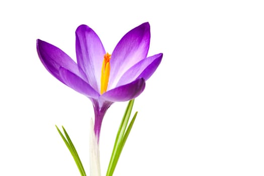Crocus