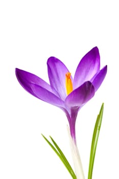 Crocus