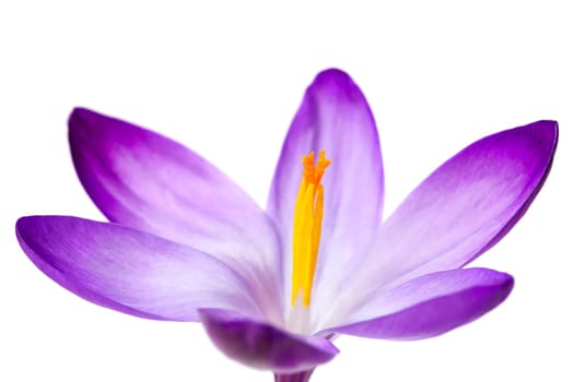 Crocus