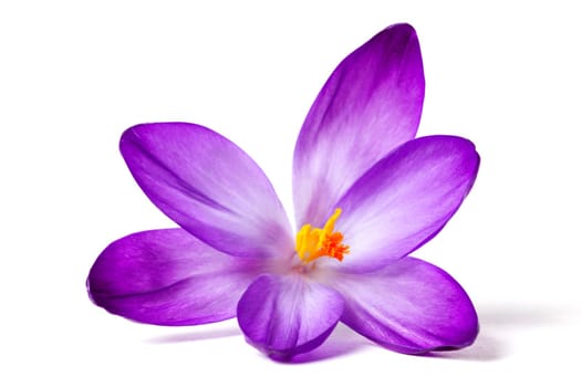 Crocus
