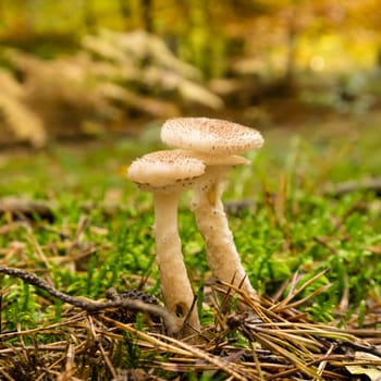 mushrooms on a mossy forest floor