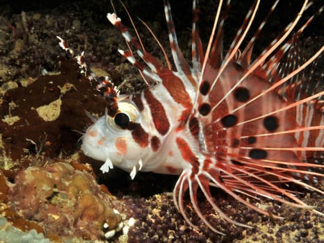 I photographed this lionfish in Sulawesi during a night dive.