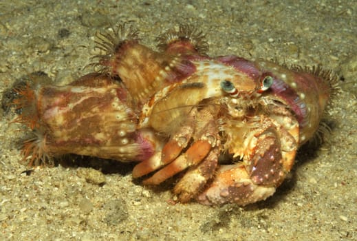 This hermit crab has a particularly beautiful house made of sea anemones. Taken in Indonesia
