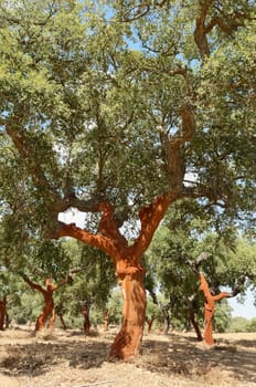 Cork trees - quercus suber - recently stripped, Alentejo, Portugal