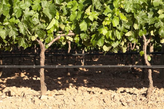 Closeup of grapevines in the flowering season, Borba, Alentejo, Portugal