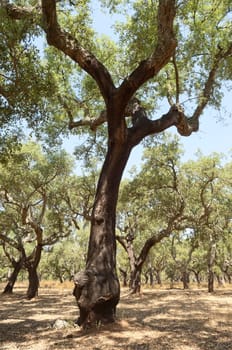 Forest of cork trees - quercus suber - Alentejo, Portugal