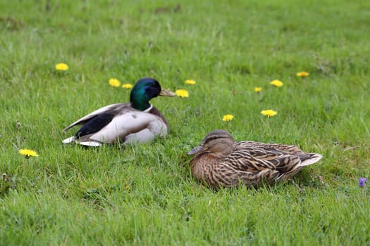 Details of a couple of mallard lying down in grass.