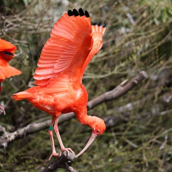Details of a perched scarlet ibis in captivity