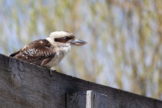 Details of a laughing kookaburra in captivity.