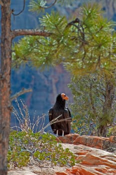 California Condor in Zion NP