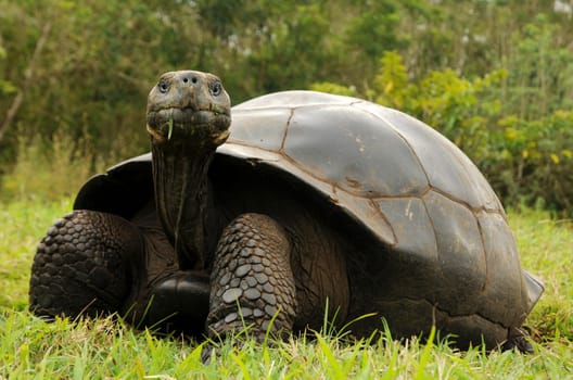 Galapagos Tortoise