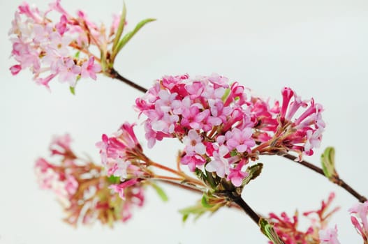 Scented snowball