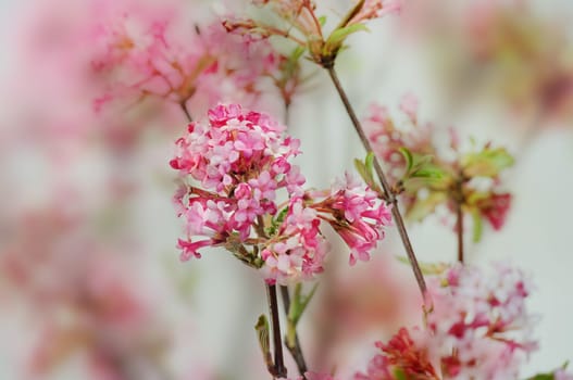 Scented snowball