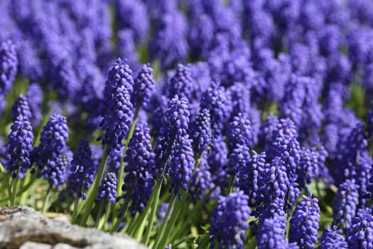 Details of grape hyacinth or muscari in an ornamental garden