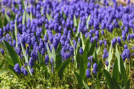 Details of grape hyacinth or muscari in an ornamental garden
