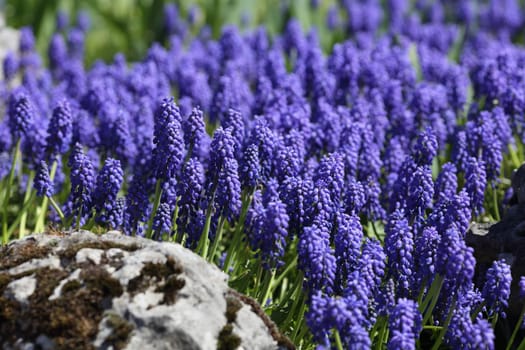 Details of grape hyacinth or muscari in an ornamental garden