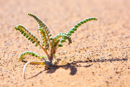 Tiny desert plant in sand, closeup.