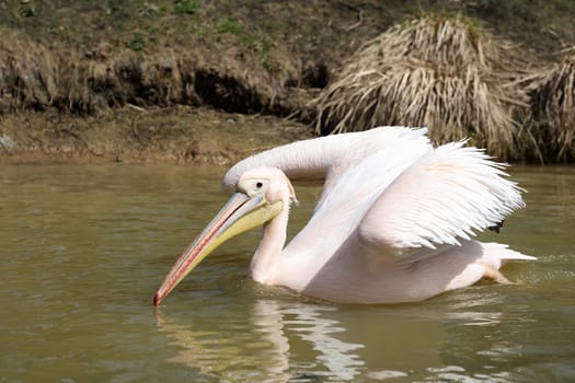 Details of a great white pelican swimming in a pond.