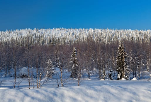 Winter landscape on a sunny day