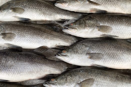 Silver perc White perch fish fresh in the market