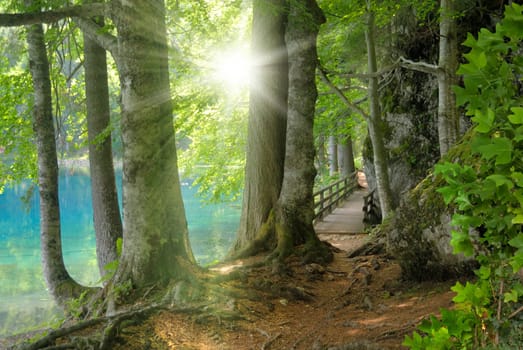 The sun shines on the shore of a bright turquoise lake in the deciduous forest
